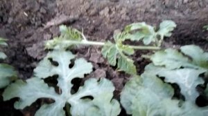 Дыня Воллер и Арбуз Топ-Ган