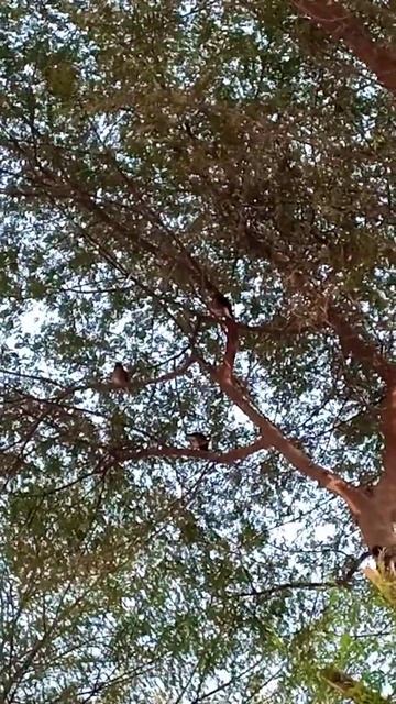 common mynah sound #ytshort #calm_tv смотреть онлайн