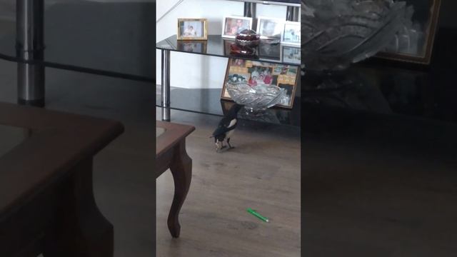 Сорока Сара смотреть онлайн