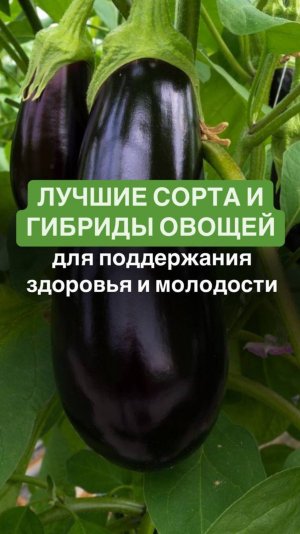Лучшие сорта и гибриды овощей для поддержания здоровья и молодости