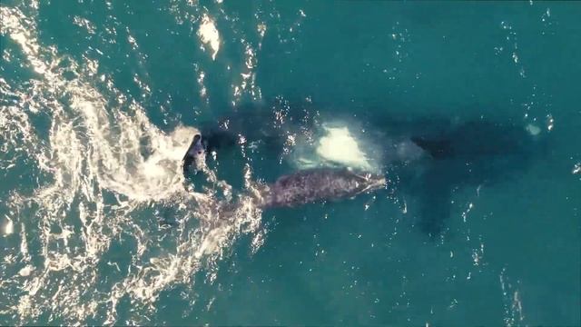 Whale Sounds | Melodies Of The Depths | Fascinating Whale Sounds |