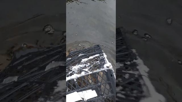 Запускаем раков в водоём для размножения ! смотреть онлайн