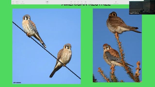 Winter Raptor Survey Project смотреть онлайн