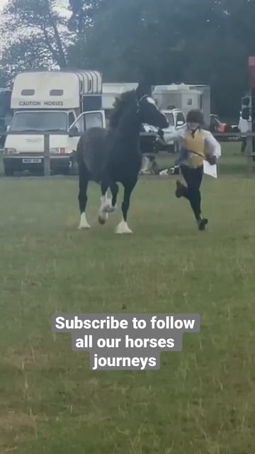 2nd place at a welsh cob show #horse #horses #equestrian #horselover смотреть онлайн