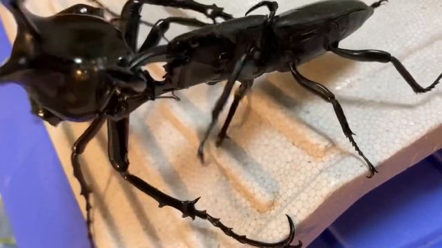 モーレンカンプオオカブトvsスマトラオオヒラタクワガタ　Moellenkampi beetle vs D. t. yasuokai смотреть онлайн