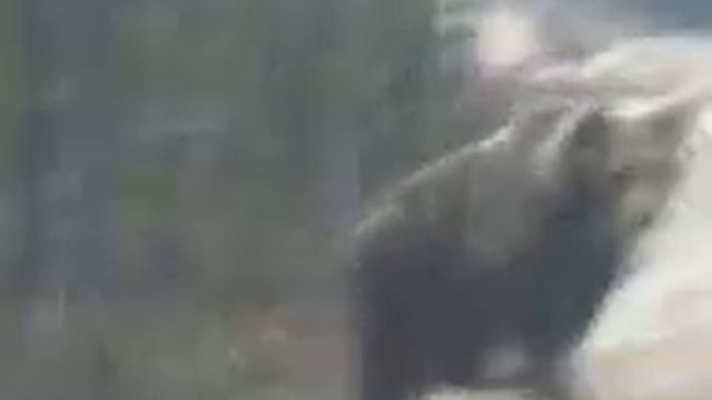 Медведь вышел на дорогу