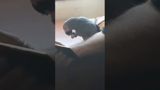 така така.. услышала и пробует танцевать смотреть онлайн