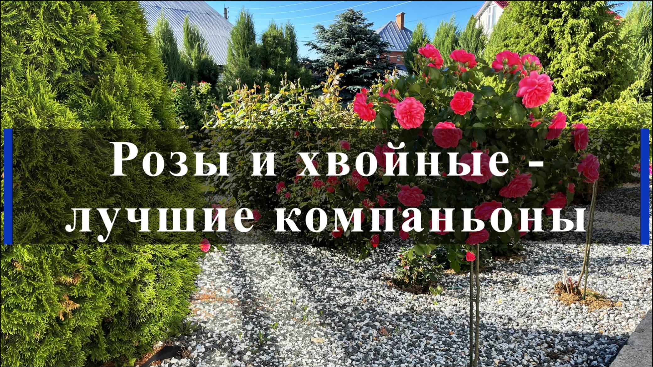 Розы и хвойные -лучшие компаньоны. смотреть онлайн