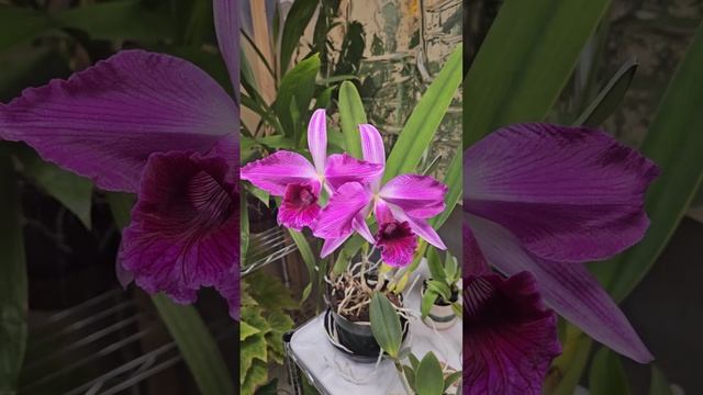 Laelia purpurata 'Canaima's Patrick' x 'ECO' blooming and care смотреть онлайн