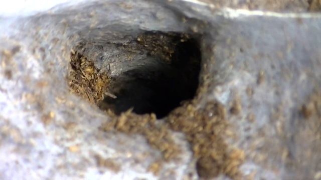 haplopelma schmidti sling working on its burrow смотреть онлайн