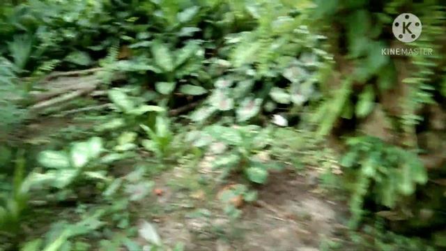 Berburu bunga keladi di kebun sawit part 3 смотреть онлайн
