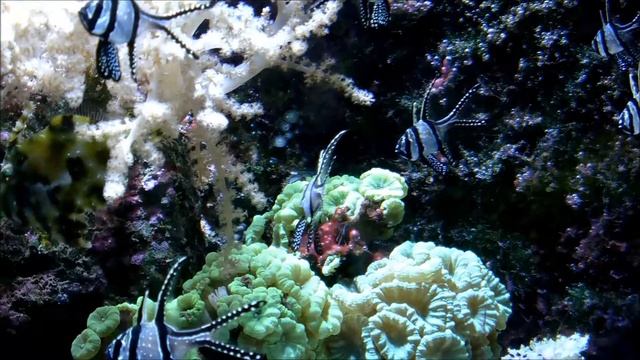 Cardinalfishes смотреть онлайн