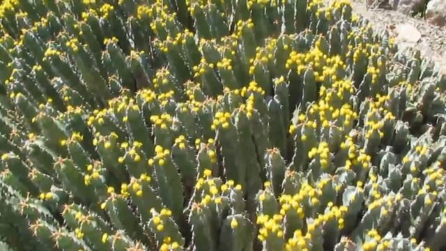The Plant Traveller: Euphorbia resinifera смотреть онлайн