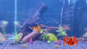 Перезапустил креветочник на питательном грунте Soil