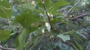 Как разместить пасеку в тайге. Пчеловодство Дальнего Востока. Опыт, обзор.