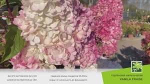 Гортензия Ванила Фрайз: описание сорта