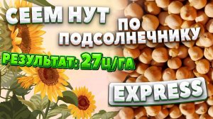 Сеем НУТ после подсолнечника под EXPRESS