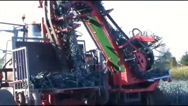 ТЕХНОЛОГИИ: Механизированная уборка лука смотреть онлайн