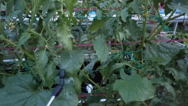 como controlar plaga de pulgón en pepino y tomate hidroponico смотреть онлайн