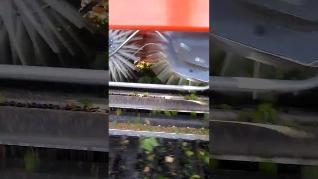 Уборка черной смородины в РБ смотреть онлайн