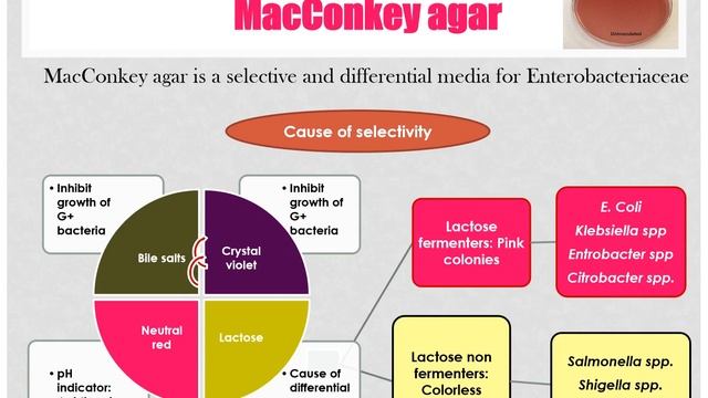 Microbiology lab. -Culture media -Mohammad Hashem смотреть онлайн