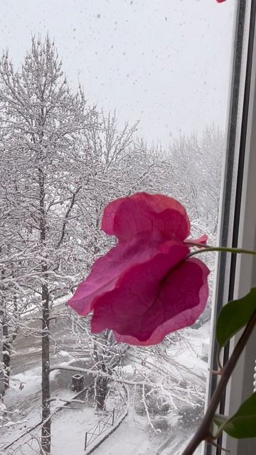 СНЕГ и БУГЕНВИЛЛЕЯ смотреть онлайн