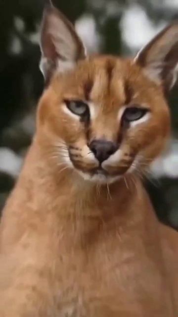 transformation in cat, monkey, dog and turtle смотреть онлайн