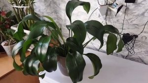 Эухарис или амазонская лилия .5 причин по которым он не цветет.#эухарис#амазонскаялилия#белаялилия