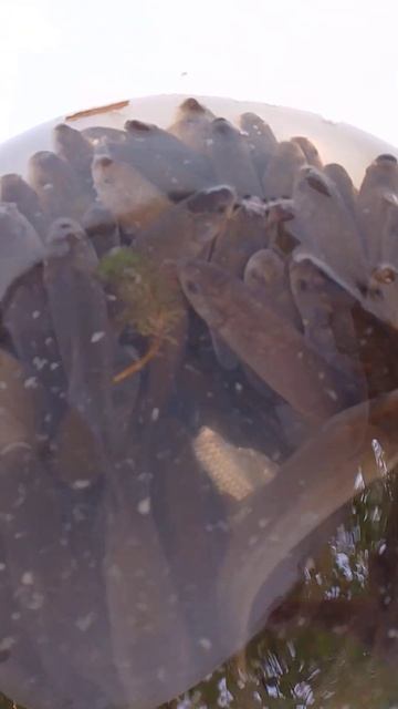 Зарыбляем домашний водоем!