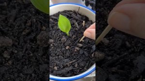 Избавляемся от мошек на комнатных растениях! /Борьба с мошками в комнатных цветах/ #растения