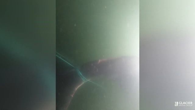 Experts free whale entangled in fishing gear off Nanaimo смотреть онлайн