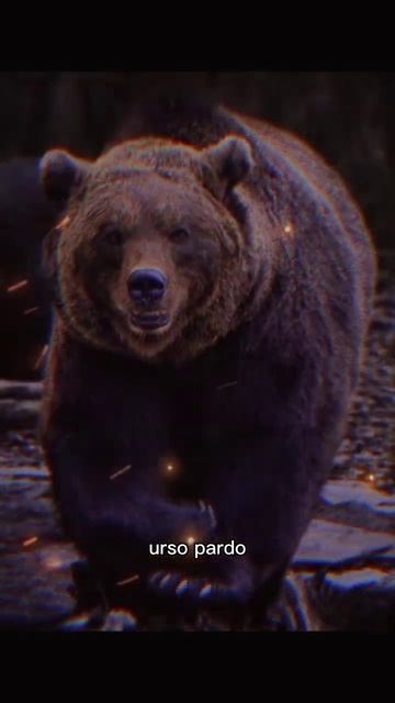 14 animais com mordidas extremamente poderosas. #euamoanimais #animais #shortvideo смотреть онлайн