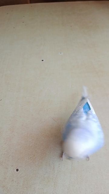 линька у попугая