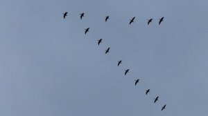 смотрю миграцию диких гусей в Карелии