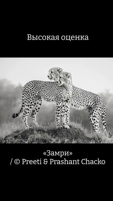 Лучшие фото премии FAPA 2023 #fapa #дикаяприрода #животные #искусство #фотограф смотреть онлайн