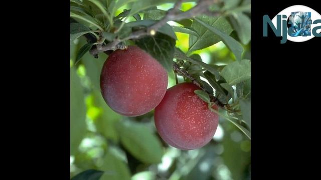 Red beaut plum|red beaut plum tree|market price |its benfit for our body@njarapahadoca2353 смотреть онлайн