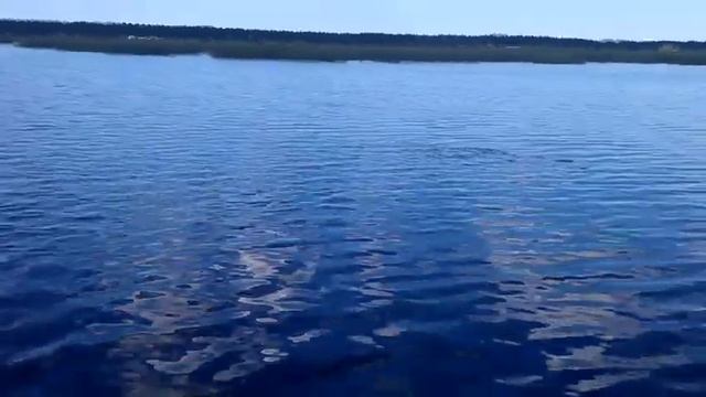 Нашествие стаи рыб на озере Бабите смотреть онлайн