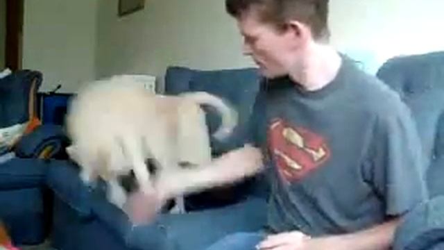 Нервный кот смотреть онлайн