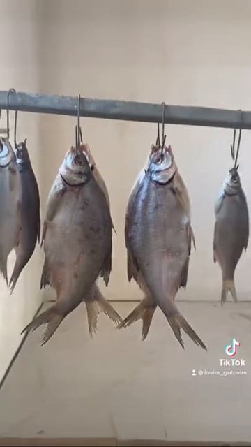 Вялим рыбу за 8 секунд #рыба#рецепт#вяленаярыба#лещ#fish#shorts смотреть онлайн