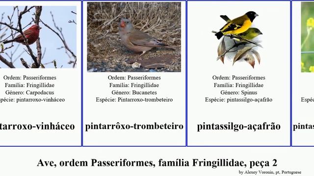 Ave, ordem Passeriformes, família Fringillidae, peça 2 serinus lucidus hemignathus bird crassa смотреть онлайн