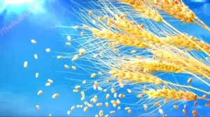 Реклама Барни - Завтрак в веселой компании