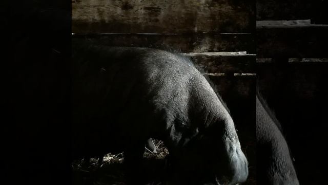 Пополнение в хозяйстве.детки-слоники