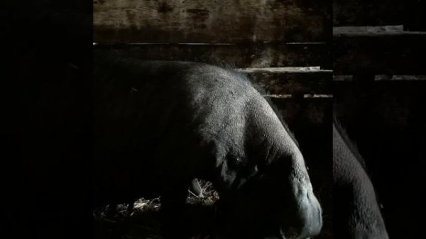 Пополнение в хозяйстве.детки-слоники