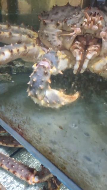 на Сахалине можно купить живого краба и приготовить самому #sakhalin #endurogirl #crab#seafood#food смотреть онлайн