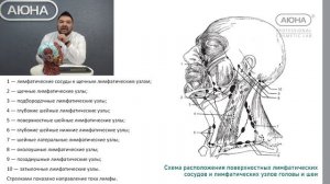 Лимфатическая система головы и шеи