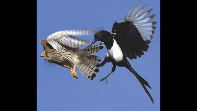 СОРОКА. смотреть онлайн