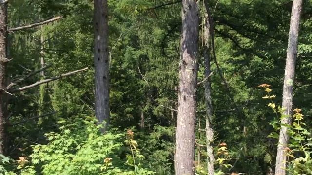 ムモンアカシジミ / Shirozua jonasi　長野県奈川　2016/08/12 butterfly of Japan смотреть онлайн