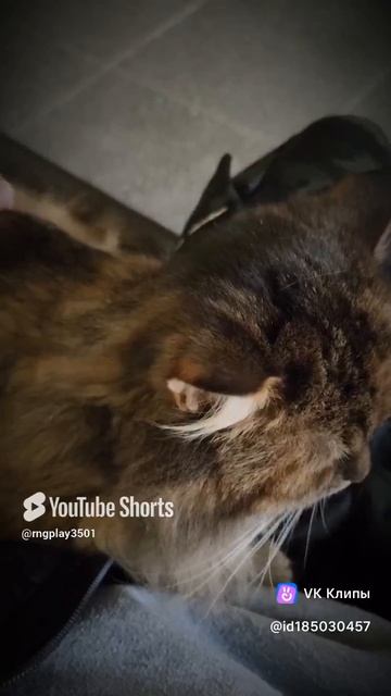 Кот пришел погладиться #cat #котики смотреть онлайн