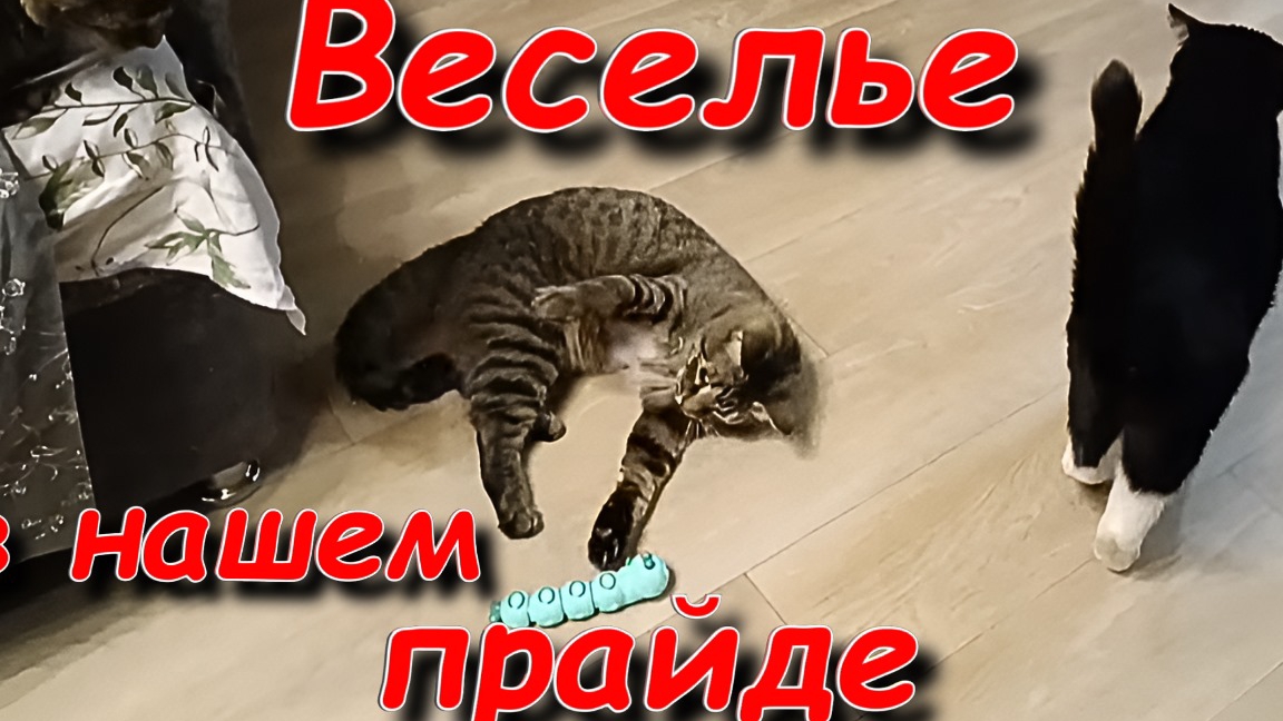 Когда не собирался снимать рождаются самые лучшие кадры. Смотрите , будет весело и интересно. смотреть онлайн