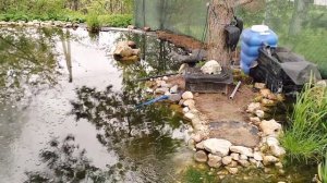 Дачный пруд .озонирования воды помогает или нет.